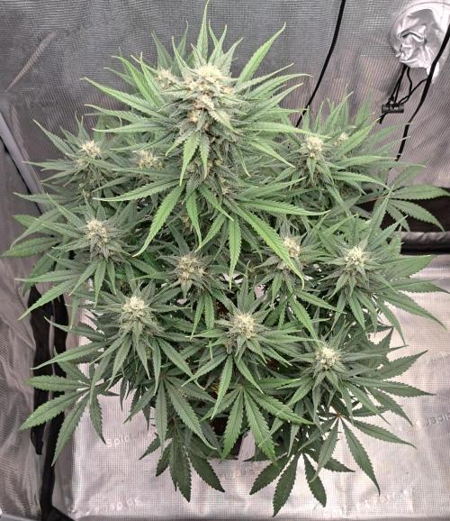 A tropical twist on Venus. Week 9 - Day 59