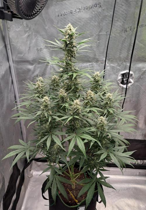 A tropical twist on Venus. Week 9 - Day 59