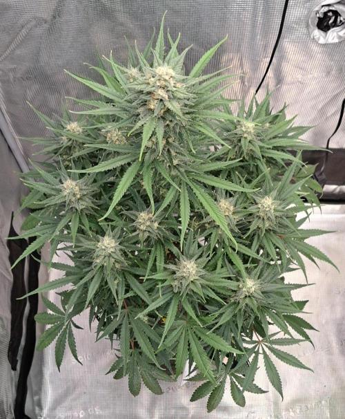 A tropical twist on Venus. Week 9 - Day 60