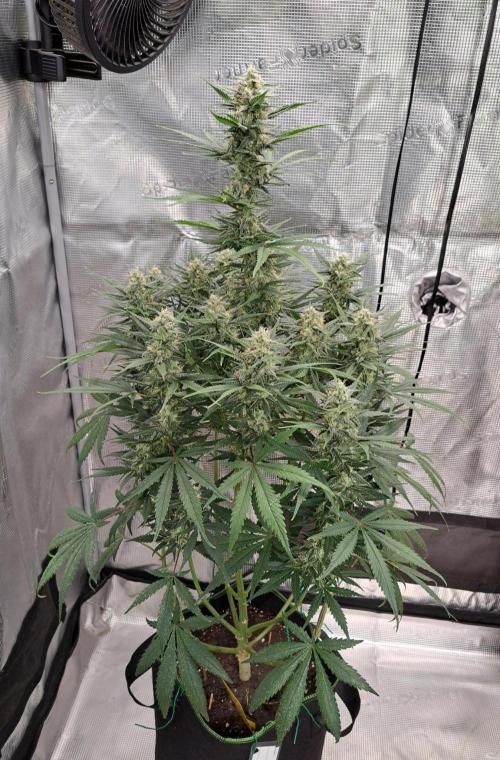 A tropical twist on Venus. Week 9 - Day 60