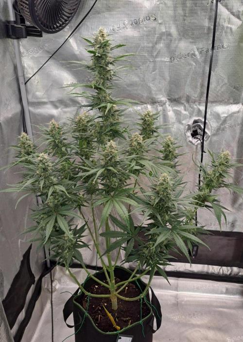 A tropical twist on Venus. Week 9 - Day 61
