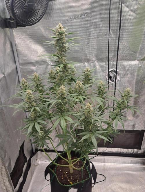 A tropical twist on Venus. Week 9 - Day 62