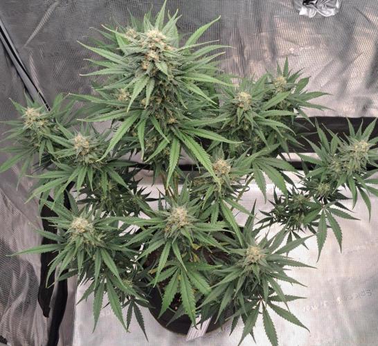 A tropical twist on Venus. Week 9 - Day 62