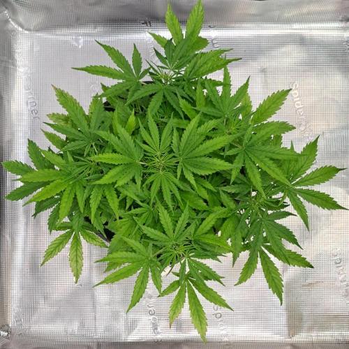 Berry Blues on the Roots vor Venus. Week 5 - Day 29