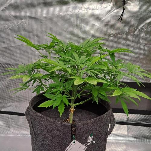 Berry Blues on the Roots vor Venus. Week 5 - Day 29