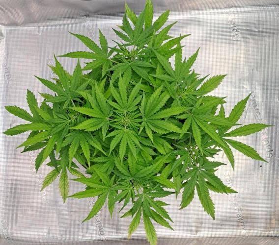 Berry Blues on the Roots vor Venus. Week 5 - Day 30