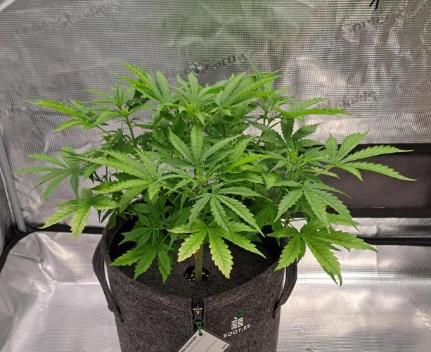 Berry Blues on the Roots vor Venus. Week 5 - Day 30