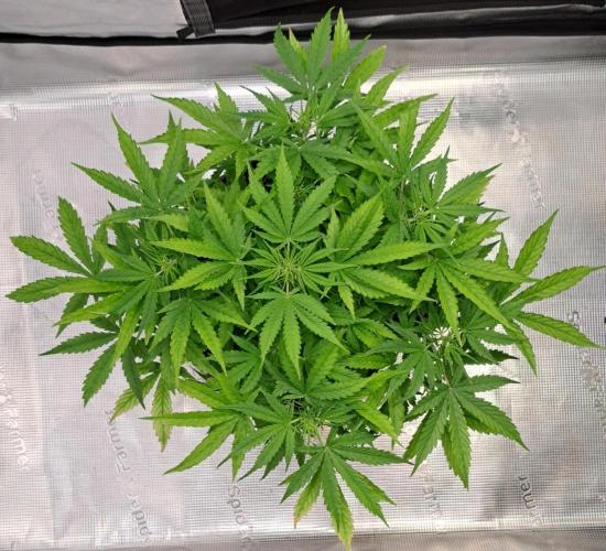 Berry Blues on the Roots vor Venus. Week 5 - Day 31