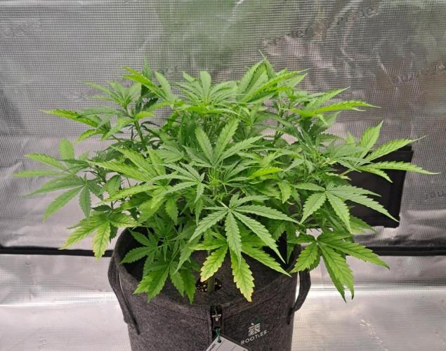 Berry Blues on the Roots vor Venus. Week 5 - Day 31