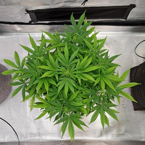 Berry Blues on the Roots vor Venus. Week 5 - Day 32