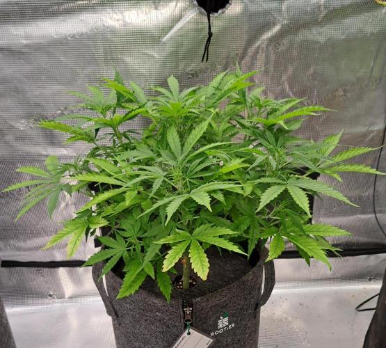 Berry Blues on the Roots vor Venus. Week 5 - Day 32