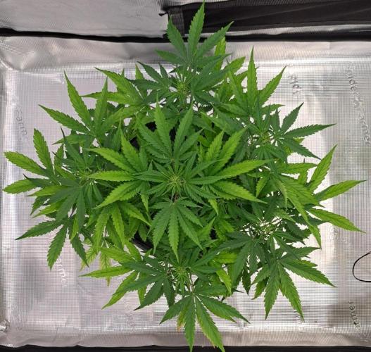 Berry Blues on the Roots vor Venus. Week 5 - Day 33