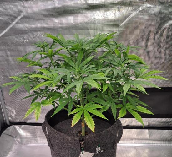 Berry Blues on the Roots vor Venus. Week 5 - Day 33