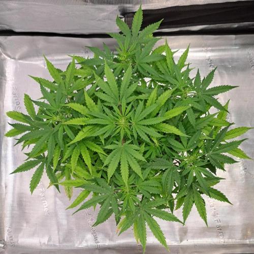 Berry Blues on the Roots vor Venus. Week 5 - Day 34