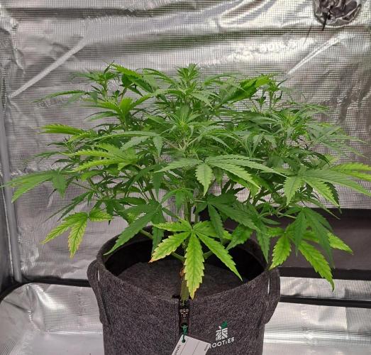 Berry Blues on the Roots vor Venus. Week 5 - Day 34