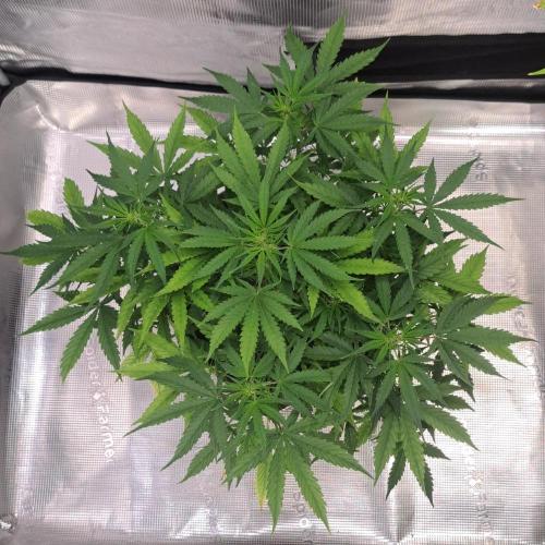 Berry Blues on the Roots vor Venus. Week 5 - Day 35