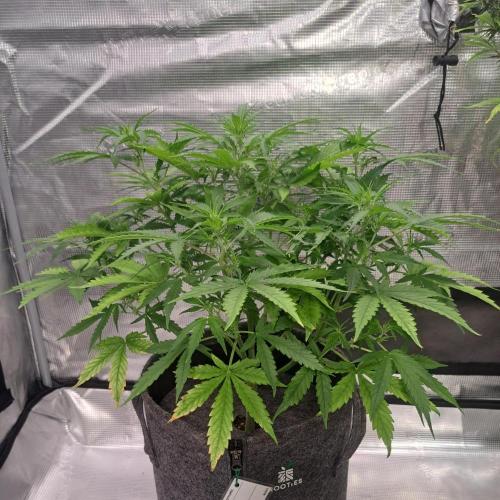 Berry Blues on the Roots vor Venus. Week 5 - Day 35