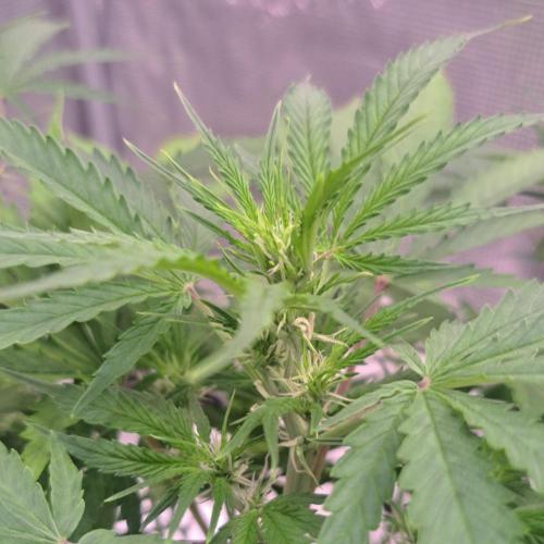 Berry Blues on the Roots vor Venus. Week 5 - Day 35