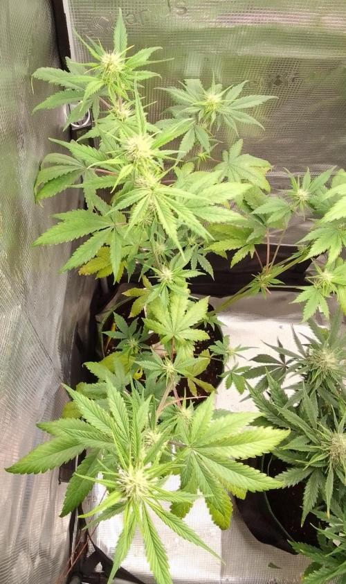 Purple Bananas spotted on Mars. Week 7 - Day 43