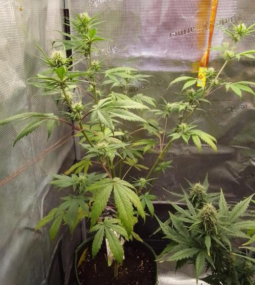 Purple Bananas spotted on Mars. Week 7 - Day 43
