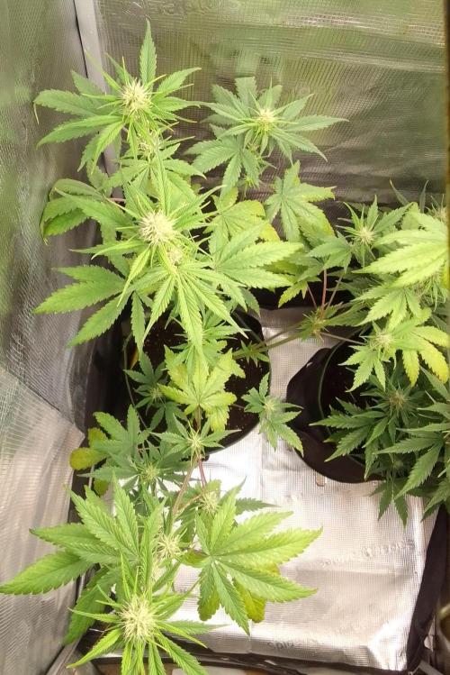 Purple Bananas spotted on Mars. Week 7 - Day 44