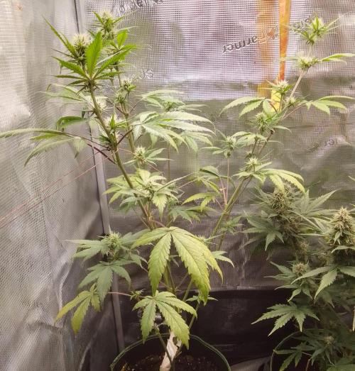 Purple Bananas spotted on Mars. Week 7 - Day 44