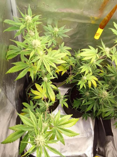 Purple Bananas spotted on Mars. Week 7 - Day 45
