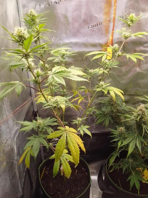 Purple Bananas spotted on Mars. Week 7 - Day 45