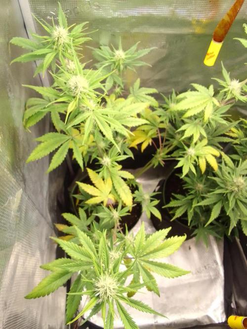 Purple Bananas spotted on Mars. Week 7 - Day 46