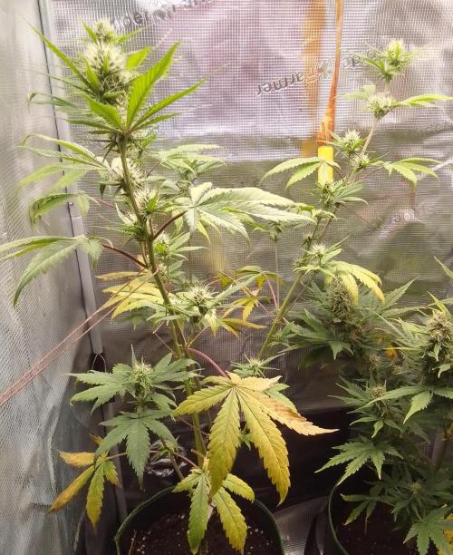 Purple Bananas spotted on Mars. Week 7 - Day 46