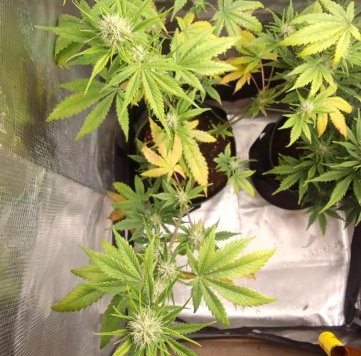 Purple Bananas spotted on Mars. Week 7 - Day 47