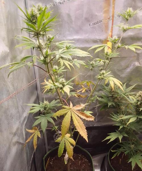Purple Bananas spotted on Mars. Week 7 - Day 47