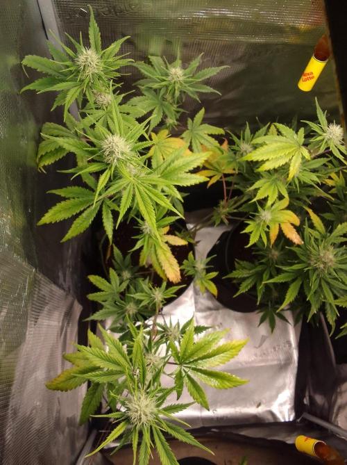 Purple Bananas spotted on Mars. Week 7 - Day 48