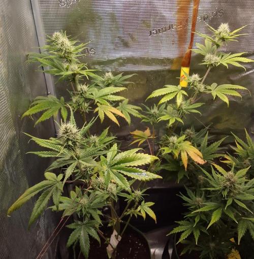 Purple Bananas spotted on Mars. Week 7 - Day 48
