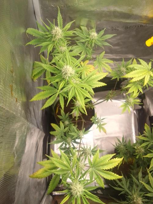 Purple Bananas spotted on Mars. Week 7 - Day 49