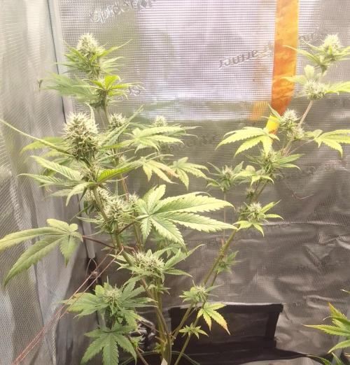 Purple Bananas spotted on Mars. Week 7 - Day 49