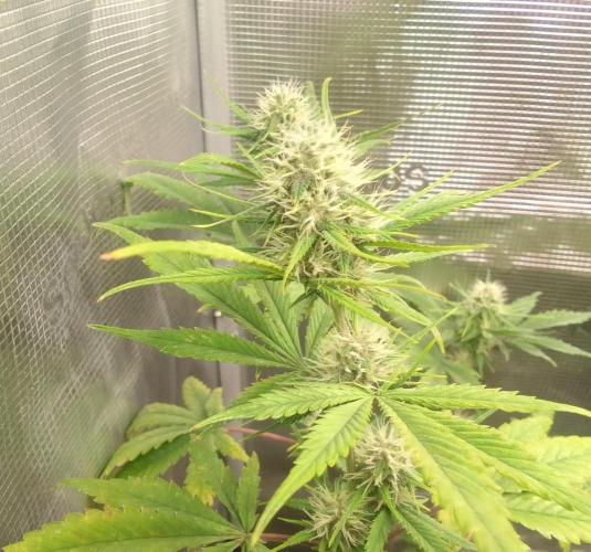 Purple Bananas spotted on Mars. Week 7 - Day 49