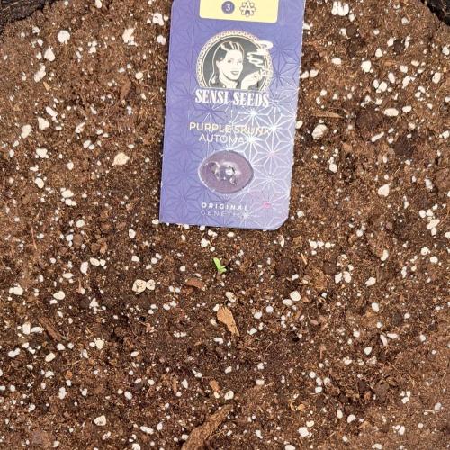 Purple skunks on Mars. Week 0 - Day 0