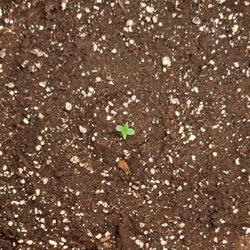 Purple skunks on Mars. Week 1 - Day 2