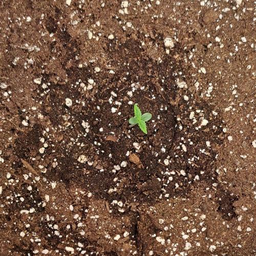 Purple skunks on Mars. Week 1 - Day 3
