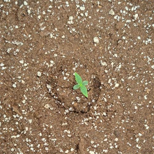Purple skunks on Mars. Week 1 - Day 4