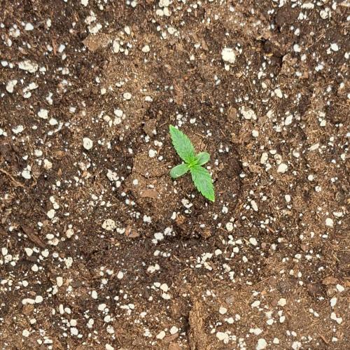 Purple skunks on Mars. Week 1 - Day 5