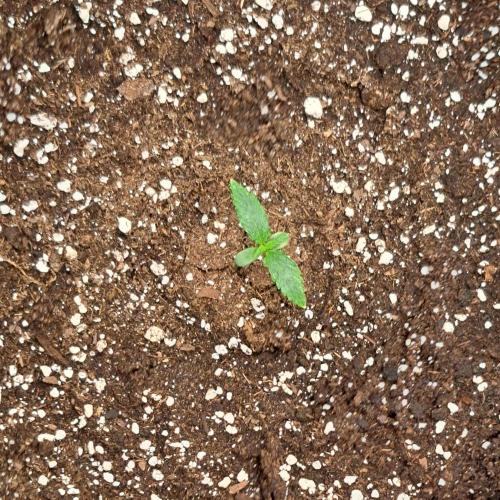 Purple skunks on Mars. Week 1 - Day 6
