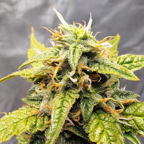 Red Velvet on Venus. Week 10 - Day 70