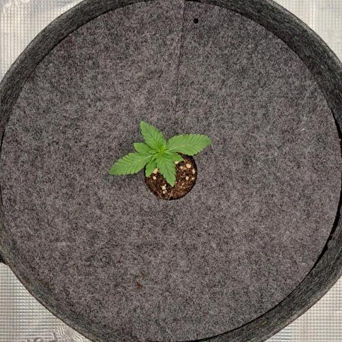 Venus on the trail of the red poison. Week 1 - Day 7