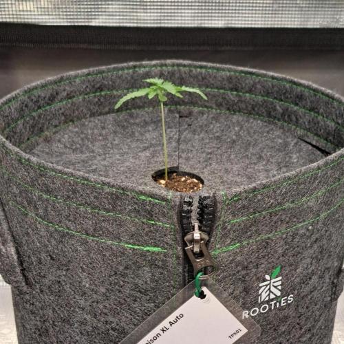 Tropicanna Poison XL Auto. Week 1