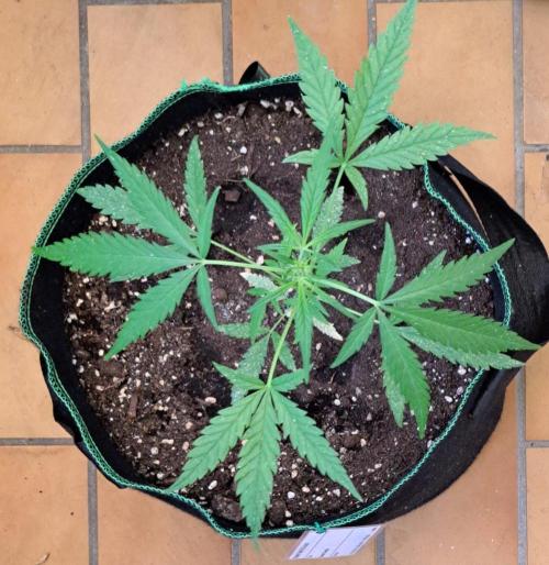 Super Boof on Earth. Week 7 - Day 43
