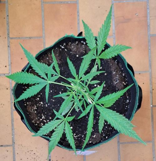 Super Boof on Earth. Week 7 - Day 45
