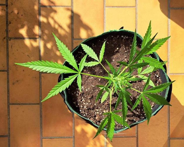 Super Boof on Earth. Week 7 - Day 47