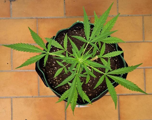 Super Boof on Earth. Week 7 - Day 49